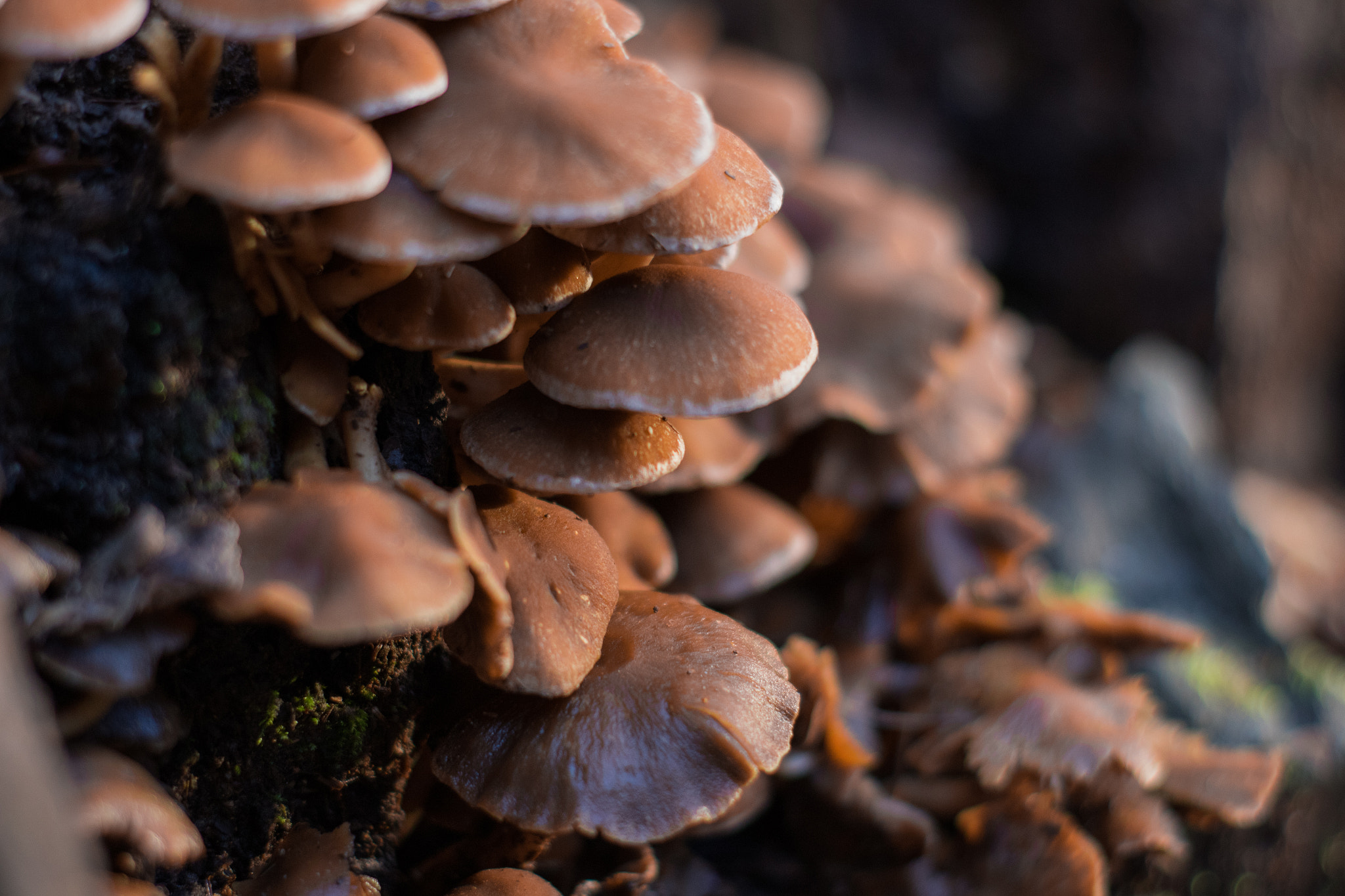 Canon EOS M2 sample photo. Brown fungi in nature photography