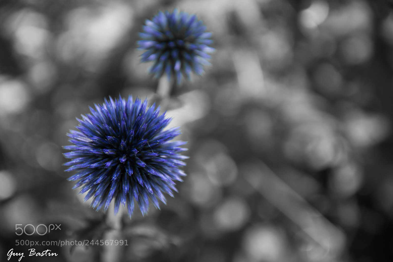 Nikon D500 sample photo. Bambois photography