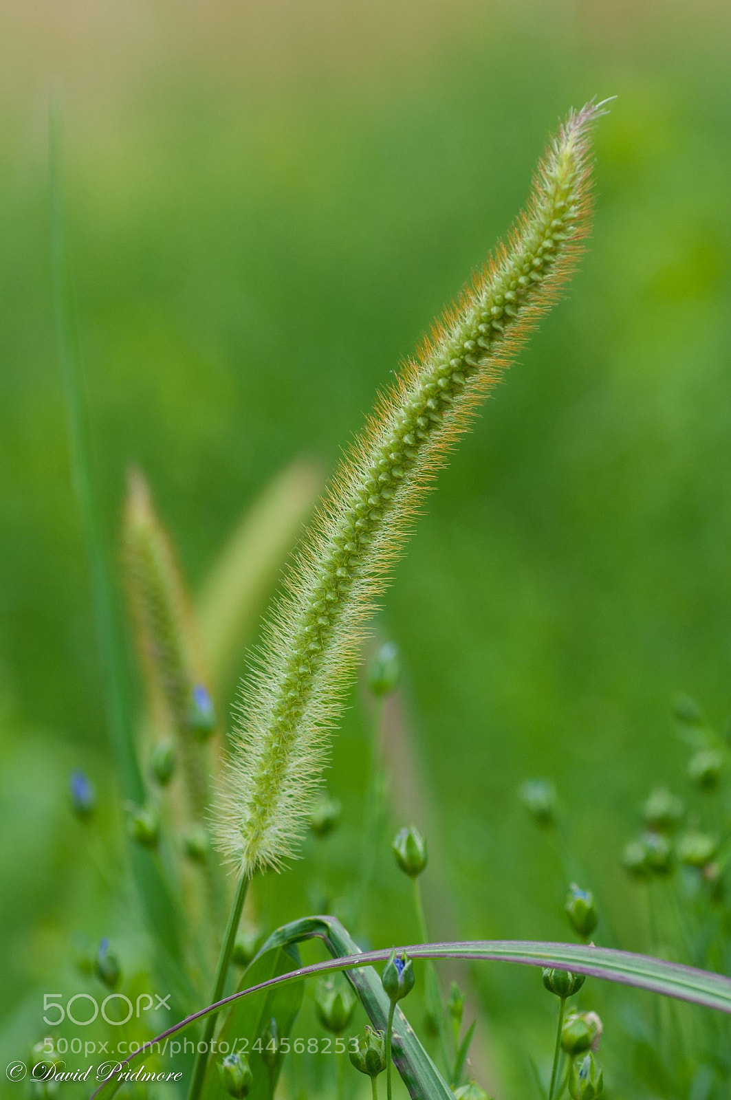 Nikon D90 sample photo. Grass in summer photography