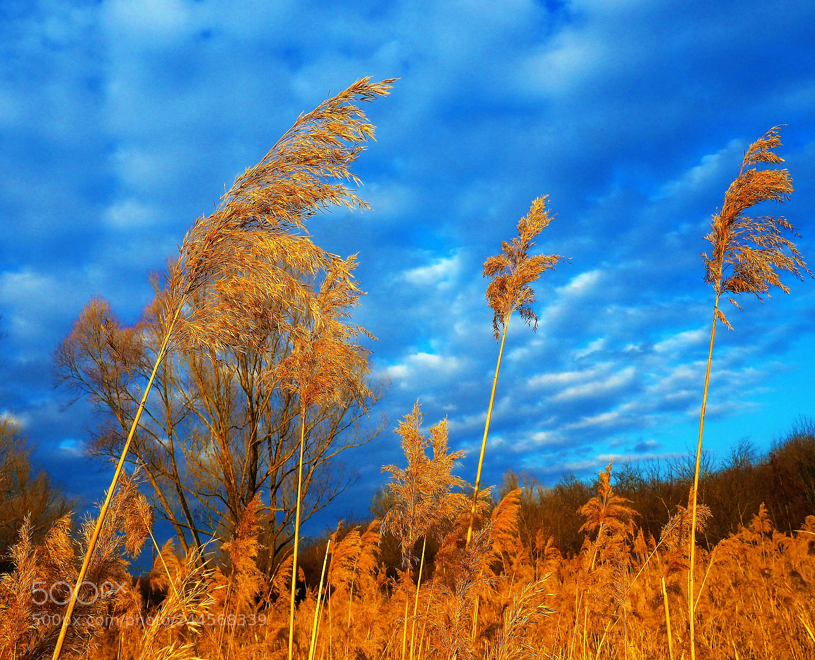 Olympus OM-D E-M10 II sample photo. Komplementer photography