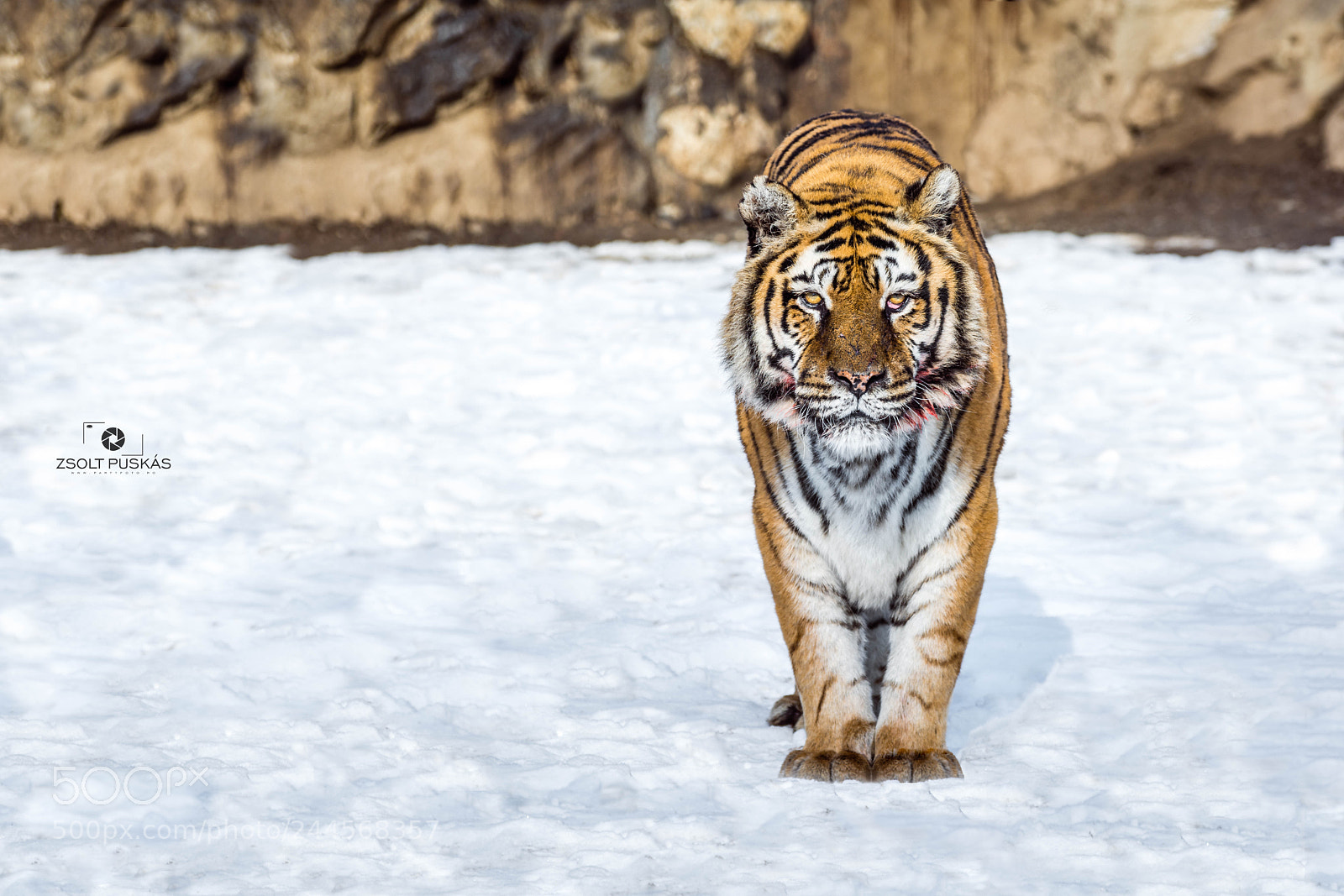 Nikon D7100 sample photo. Old predator photography