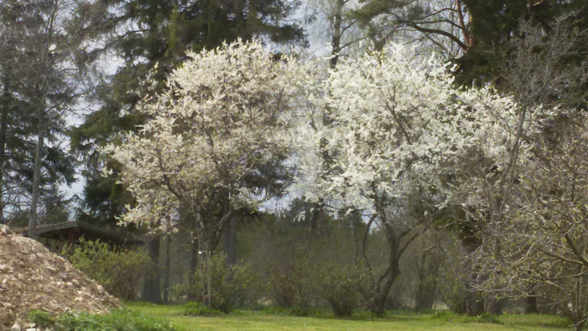 Samsung Galaxy S3 Neo sample photo. Mirabelle bloom tree's photography