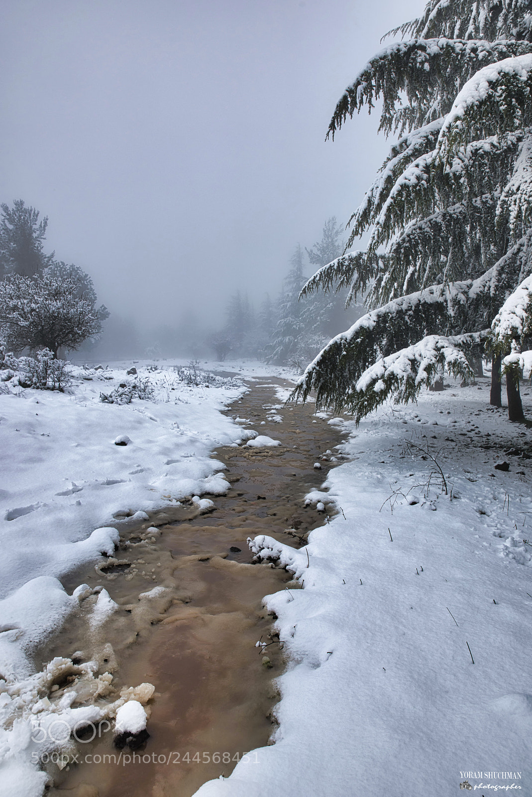 Nikon D810 sample photo. Dan israeli winter in photography