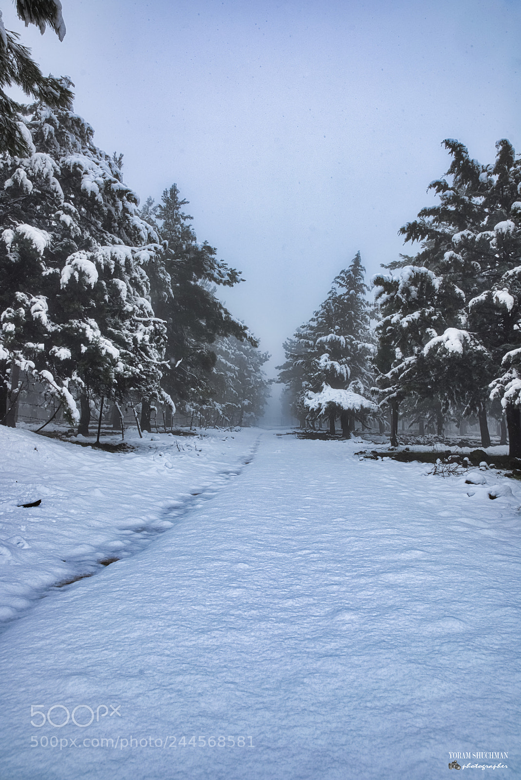 Nikon D810 sample photo. An israeli winter in photography