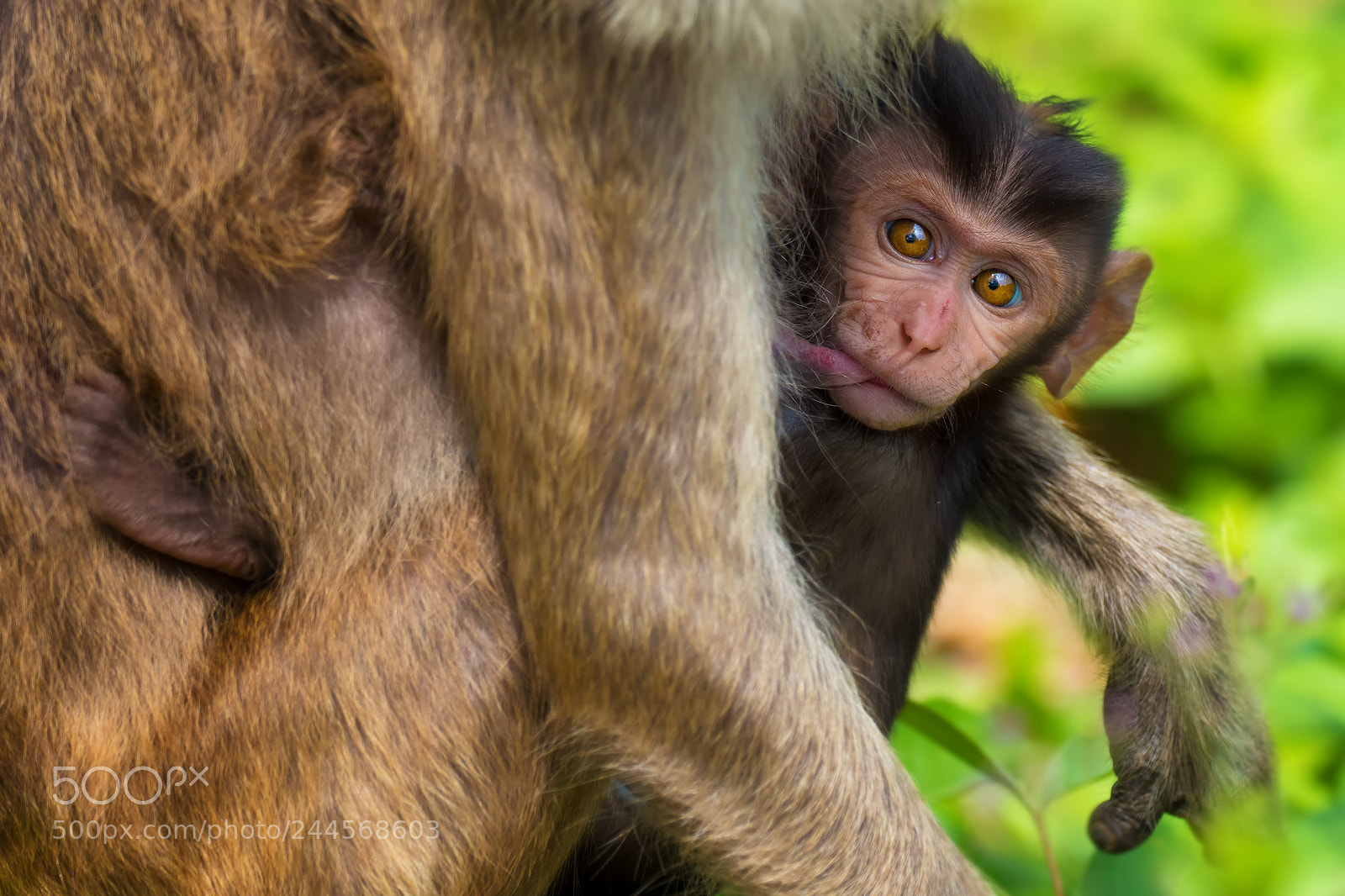 Olympus OM-D E-M1 Mark II sample photo. Thailand | macaque baby photography