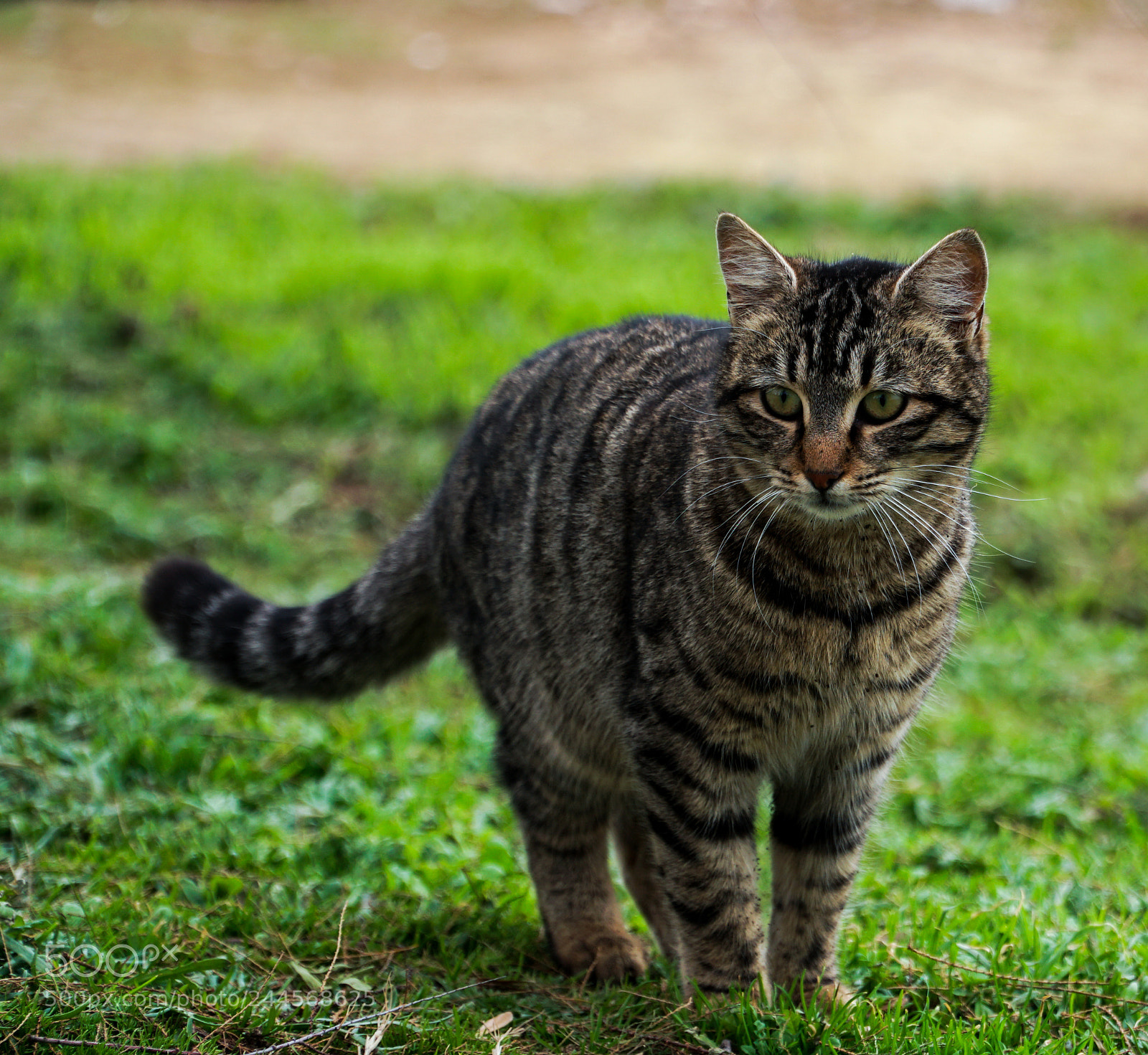 Sony a6500 sample photo. Kedi photography
