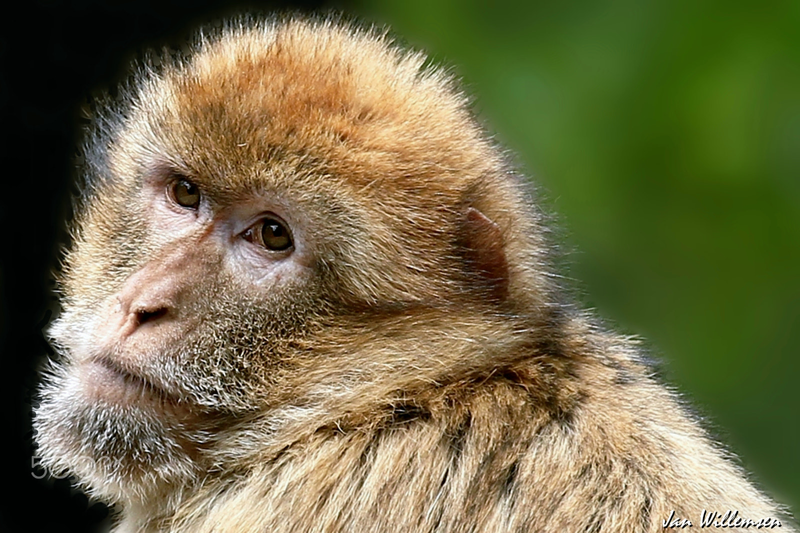Canon EF 100-400mm F4.5-5.6L IS USM sample photo. Barbary macaque photography