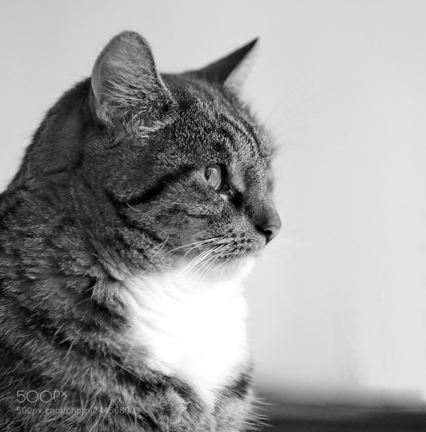 Canon EF 70-200mm F2.8L IS II USM sample photo. Cattie photography