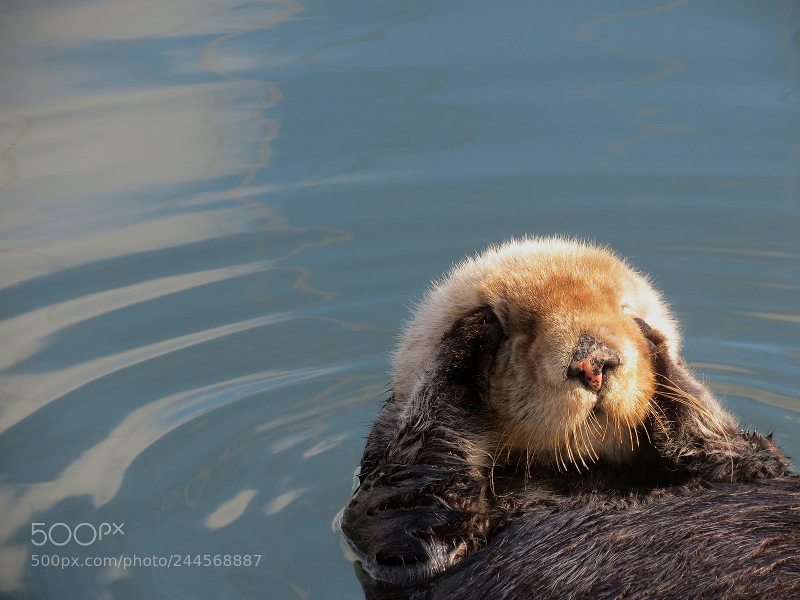 Canon PowerShot SX40 HS sample photo. Otter in the harbor photography