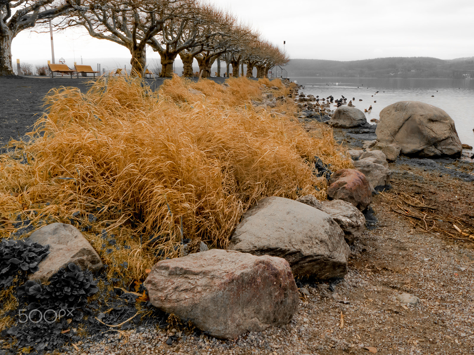 Panasonic DC-TZ91 sample photo. Schilf am see photography