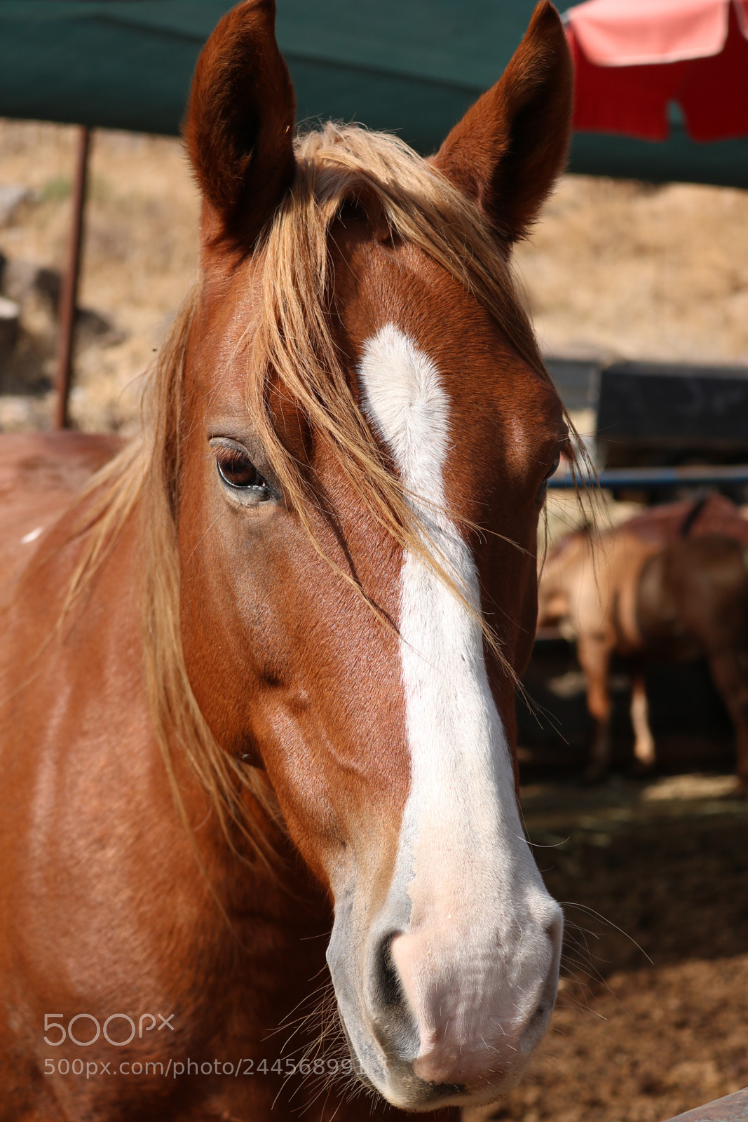 Canon EOS 750D (EOS Rebel T6i / EOS Kiss X8i) sample photo. Pretty horse :) photography