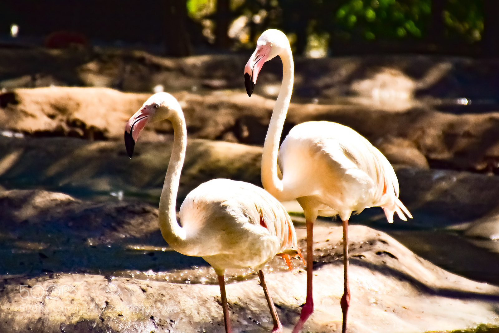 Nikon D7200 sample photo. Flamingo photography