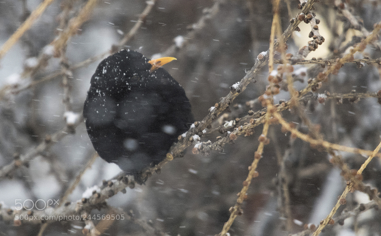 Nikon D850 sample photo. Blackbird - winter life photography