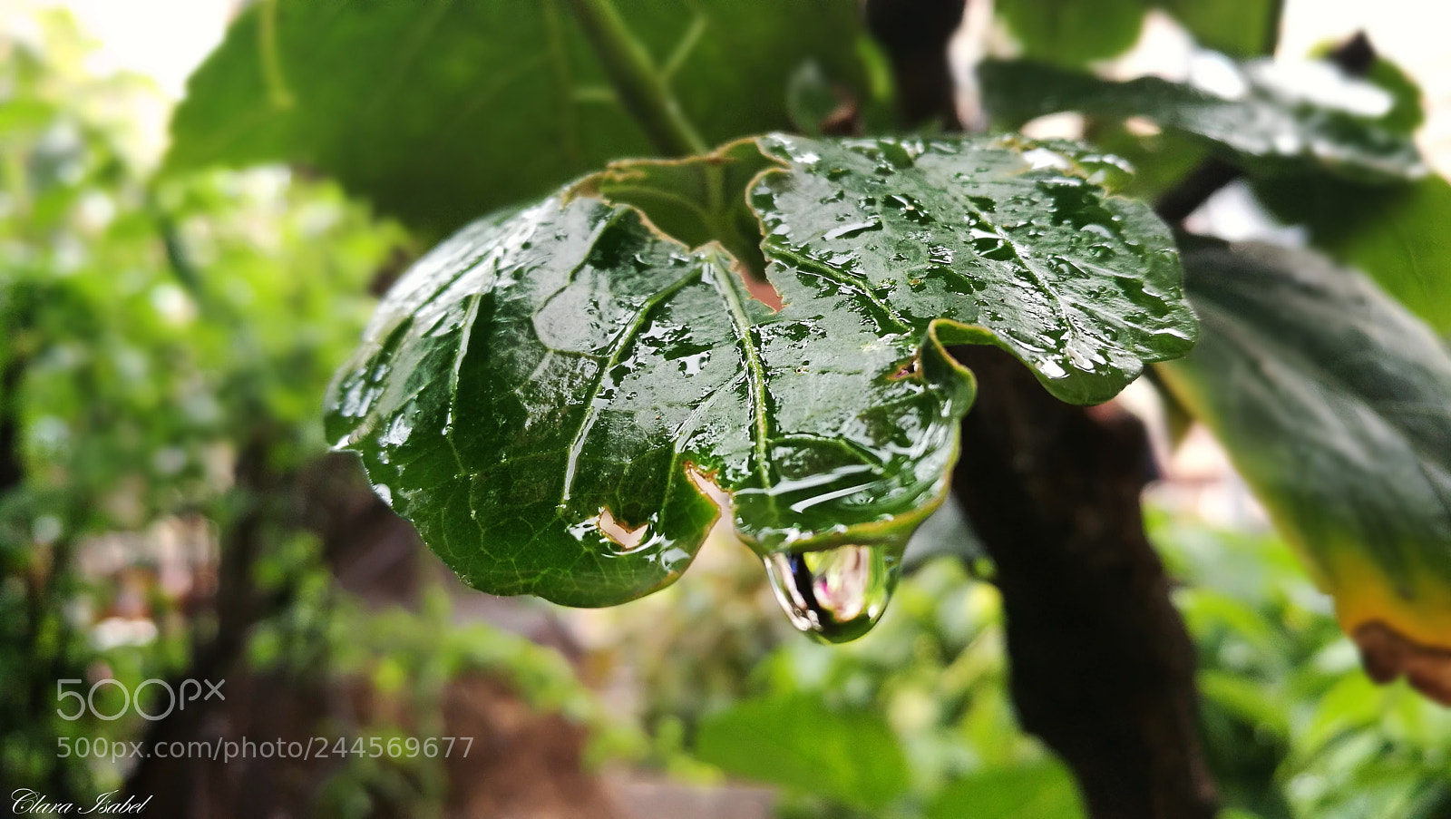 HUAWEI P9 Plus sample photo. Lágrima de lluvia... photography