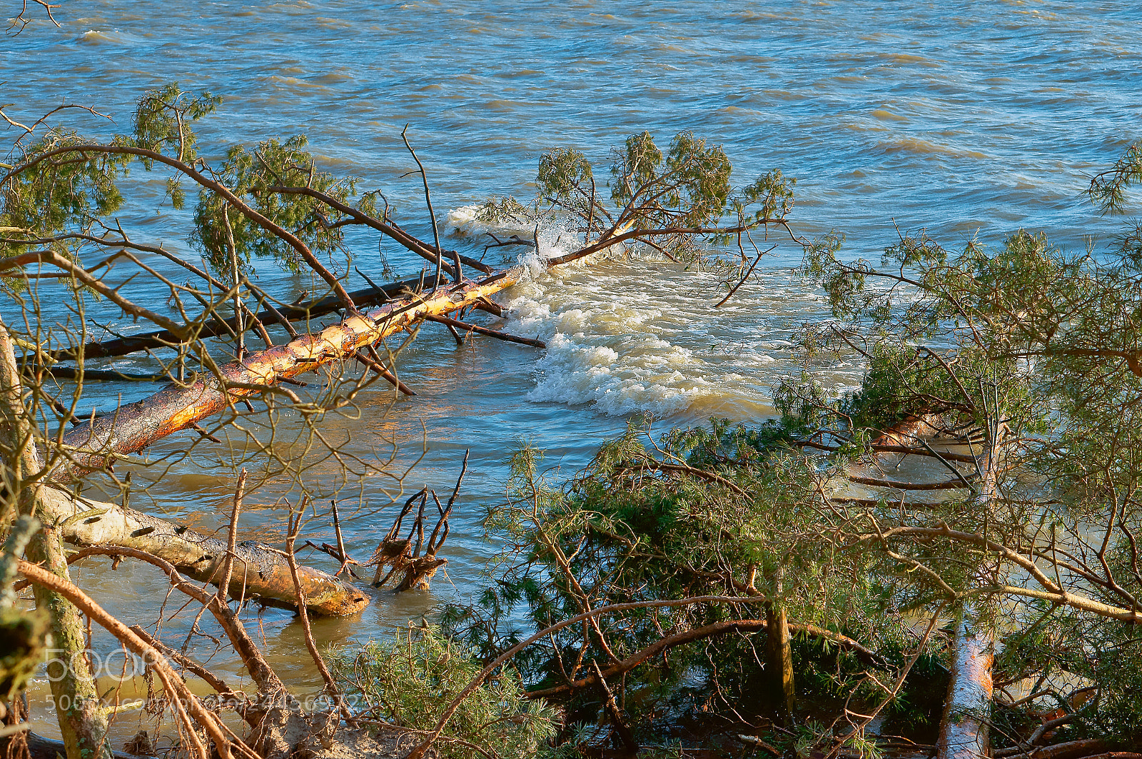 Sony Alpha NEX-3N sample photo. Pine fell into a photography