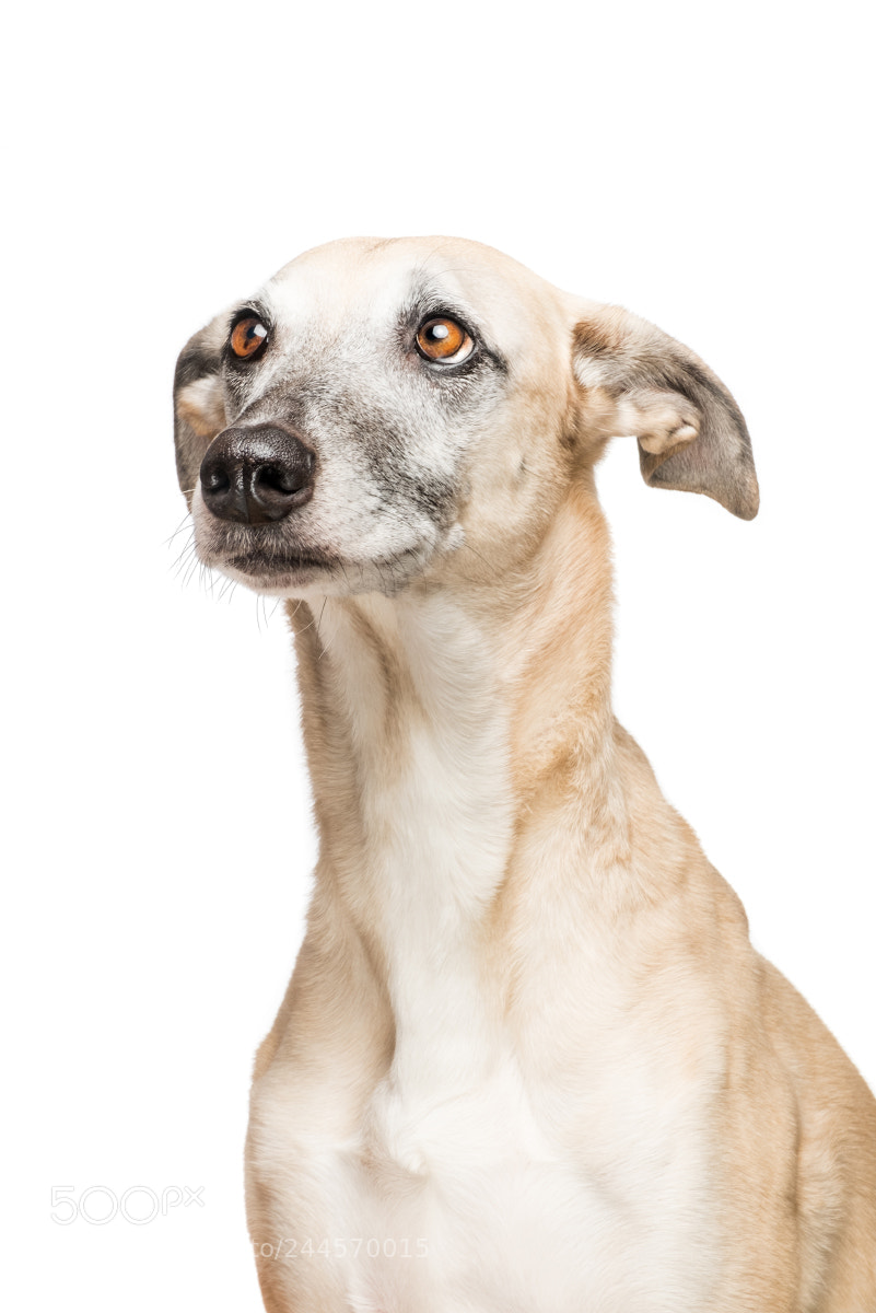 Fujifilm X-T2 sample photo. Free the galgo photography