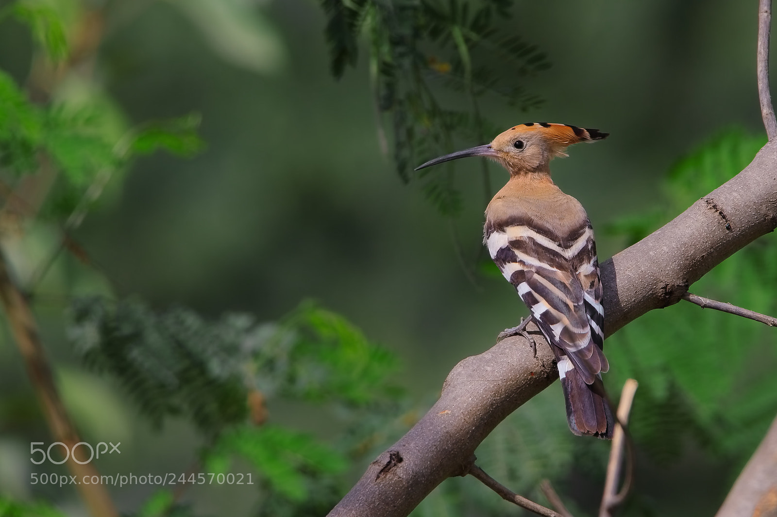 Canon EOS 7D Mark II sample photo. Common hoopoe photography