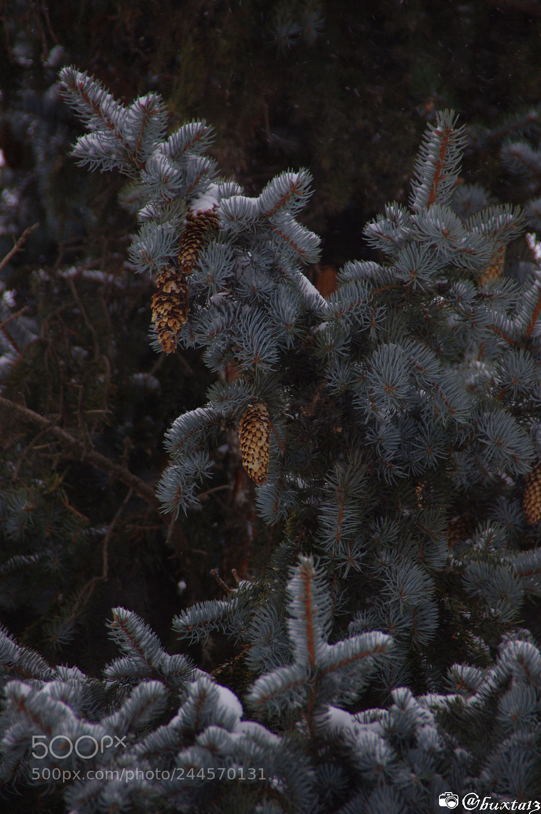 Pentax K-x sample photo. Branch of spruce with photography