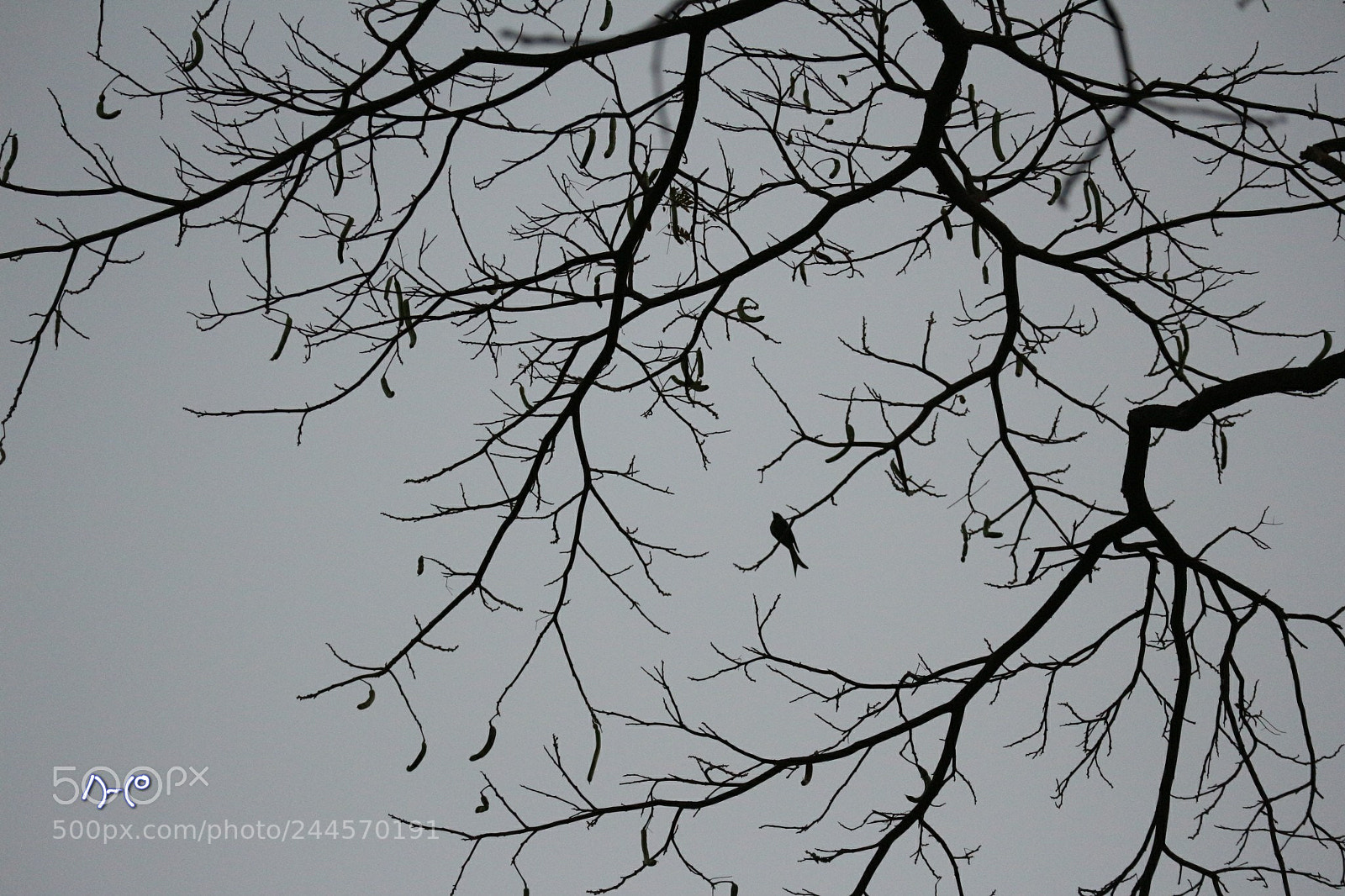 Canon EOS M10 sample photo. A bird on a photography