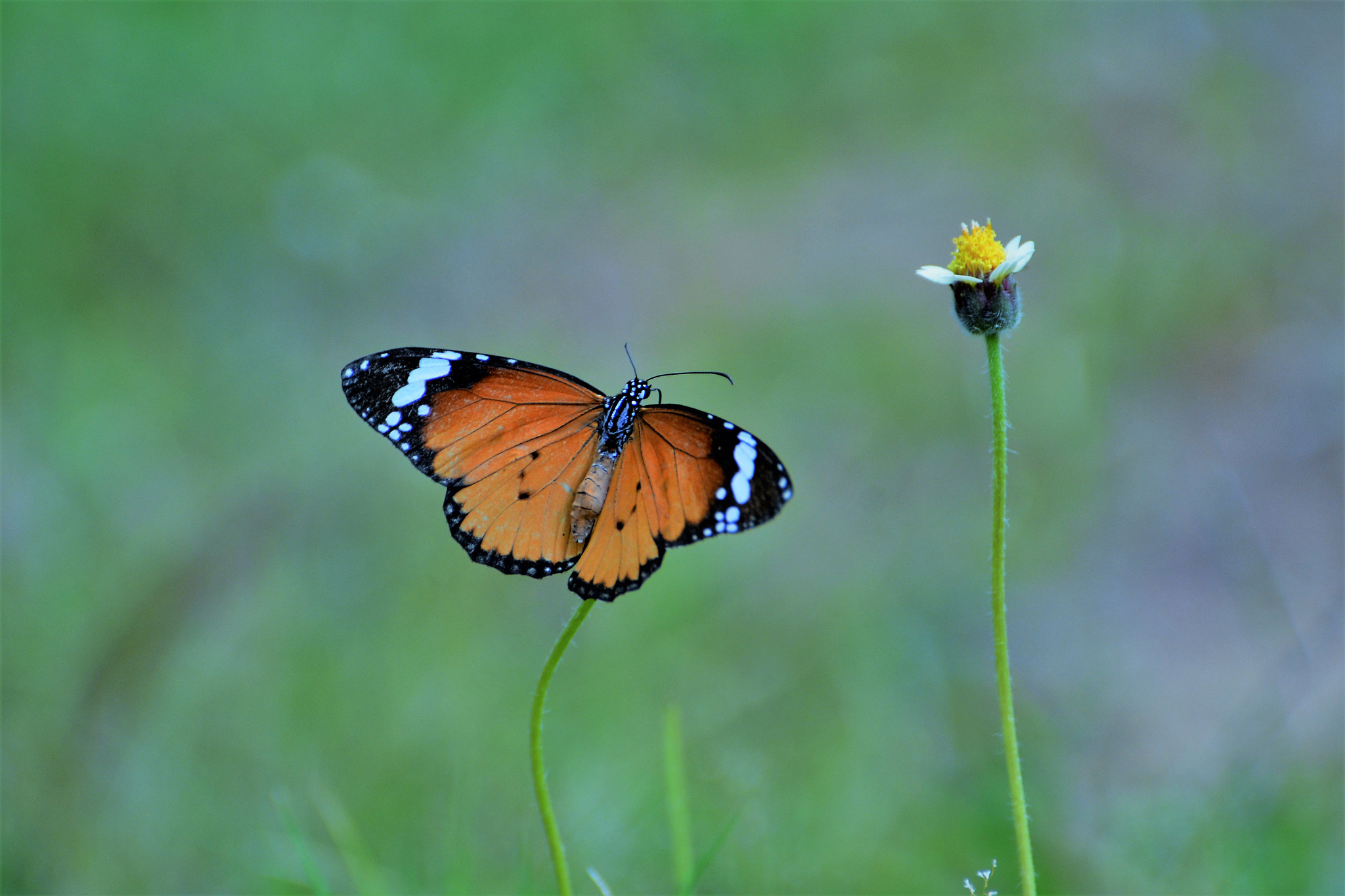 Nikon D3100 sample photo. Can not stop clicking photography
