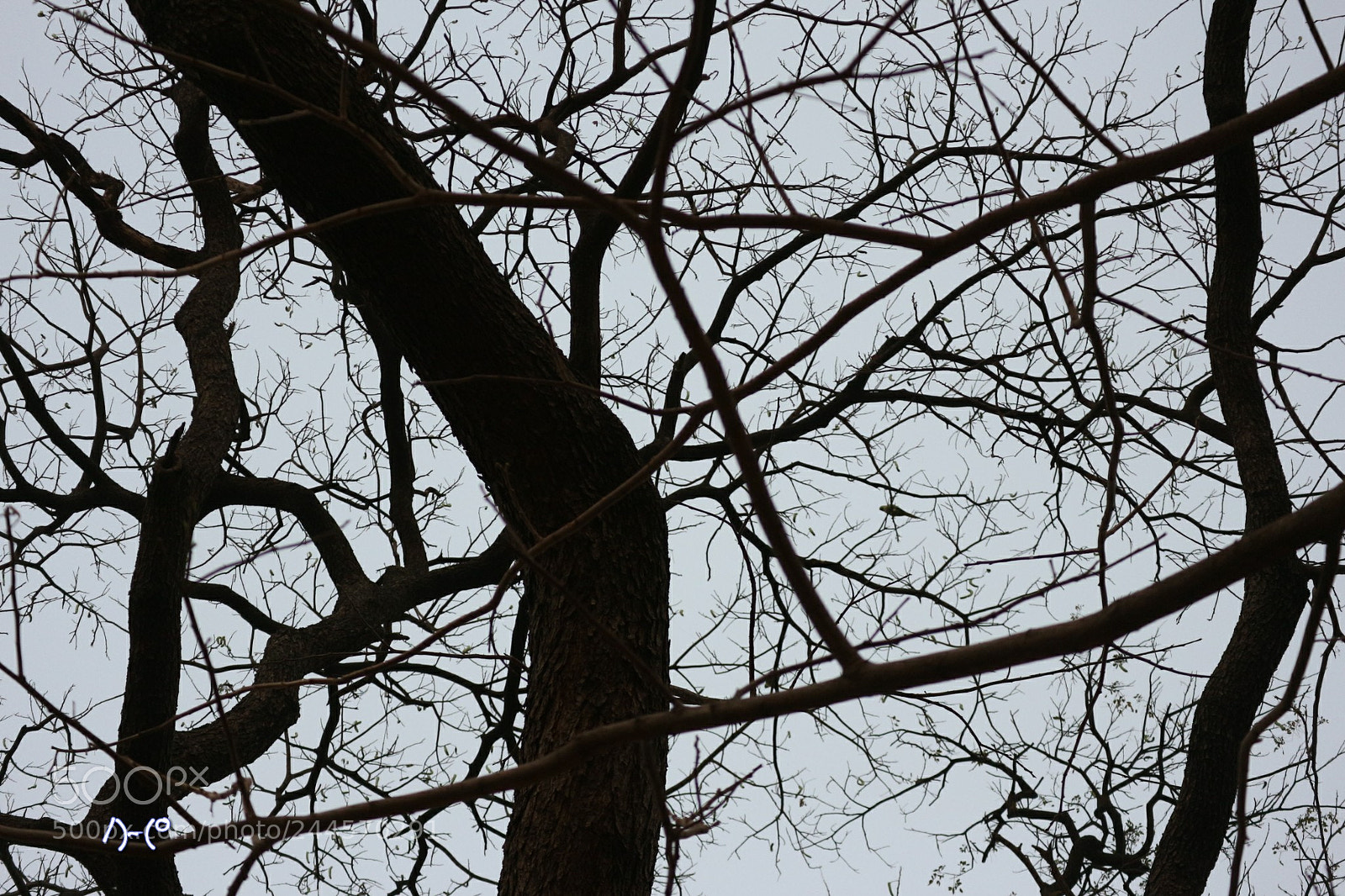 Canon EOS M10 sample photo. Parrot photography