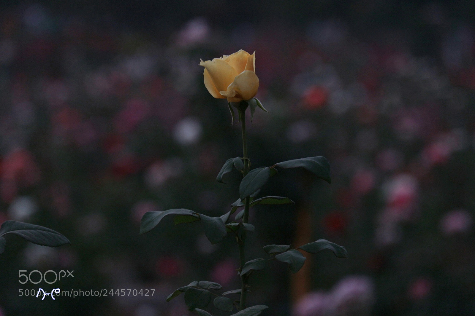 Canon EOS M10 sample photo. Yellow rose photography