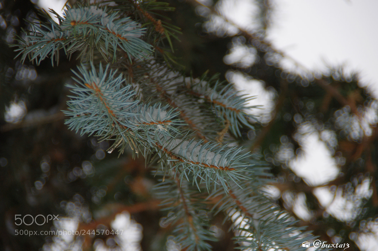 Pentax K-x sample photo. Fir tree photography