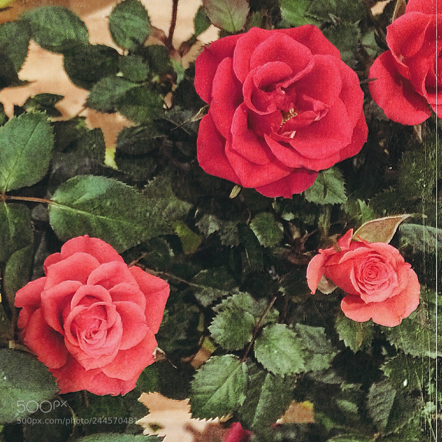 Apple iPhone 5s sample photo. Lovely roses. photography
