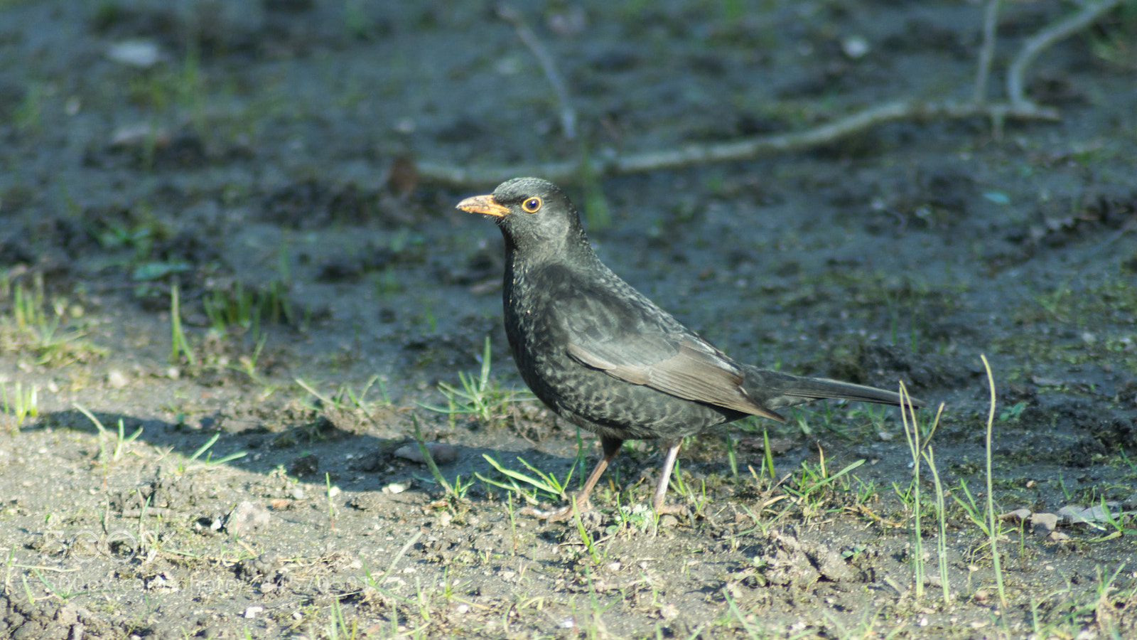 Sony SLT-A65 (SLT-A65V) sample photo. Bird and shadow photography