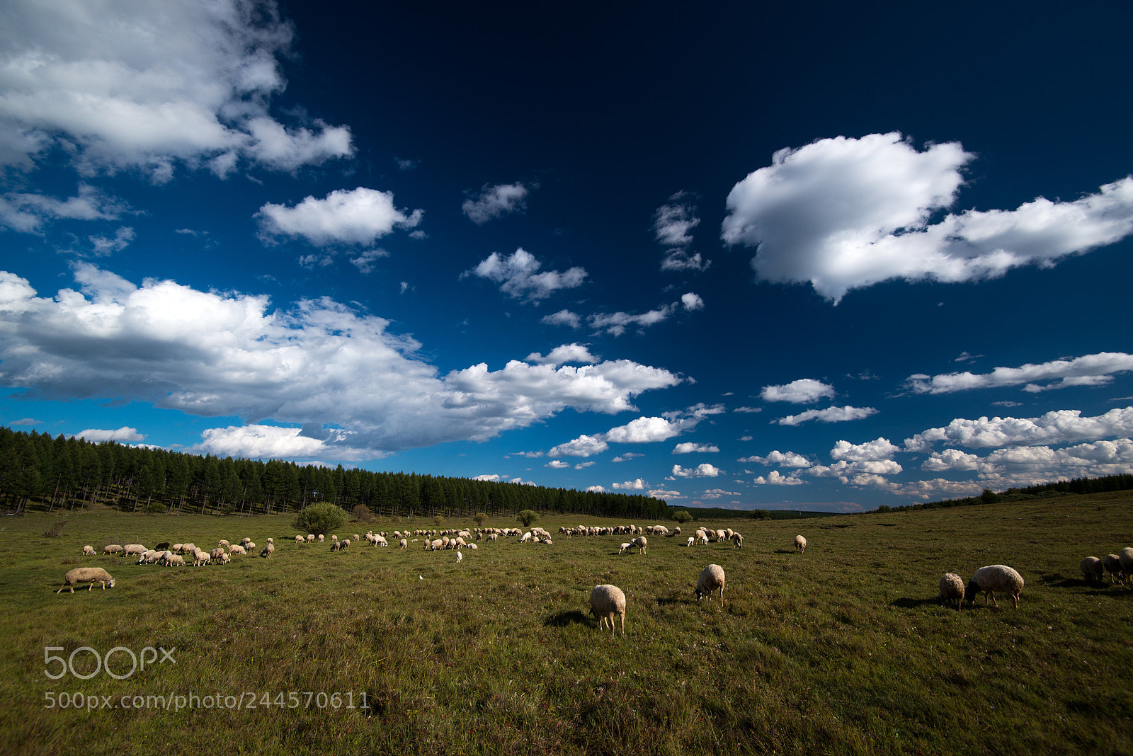 Nikon D610 sample photo. 乌兰布统 photography
