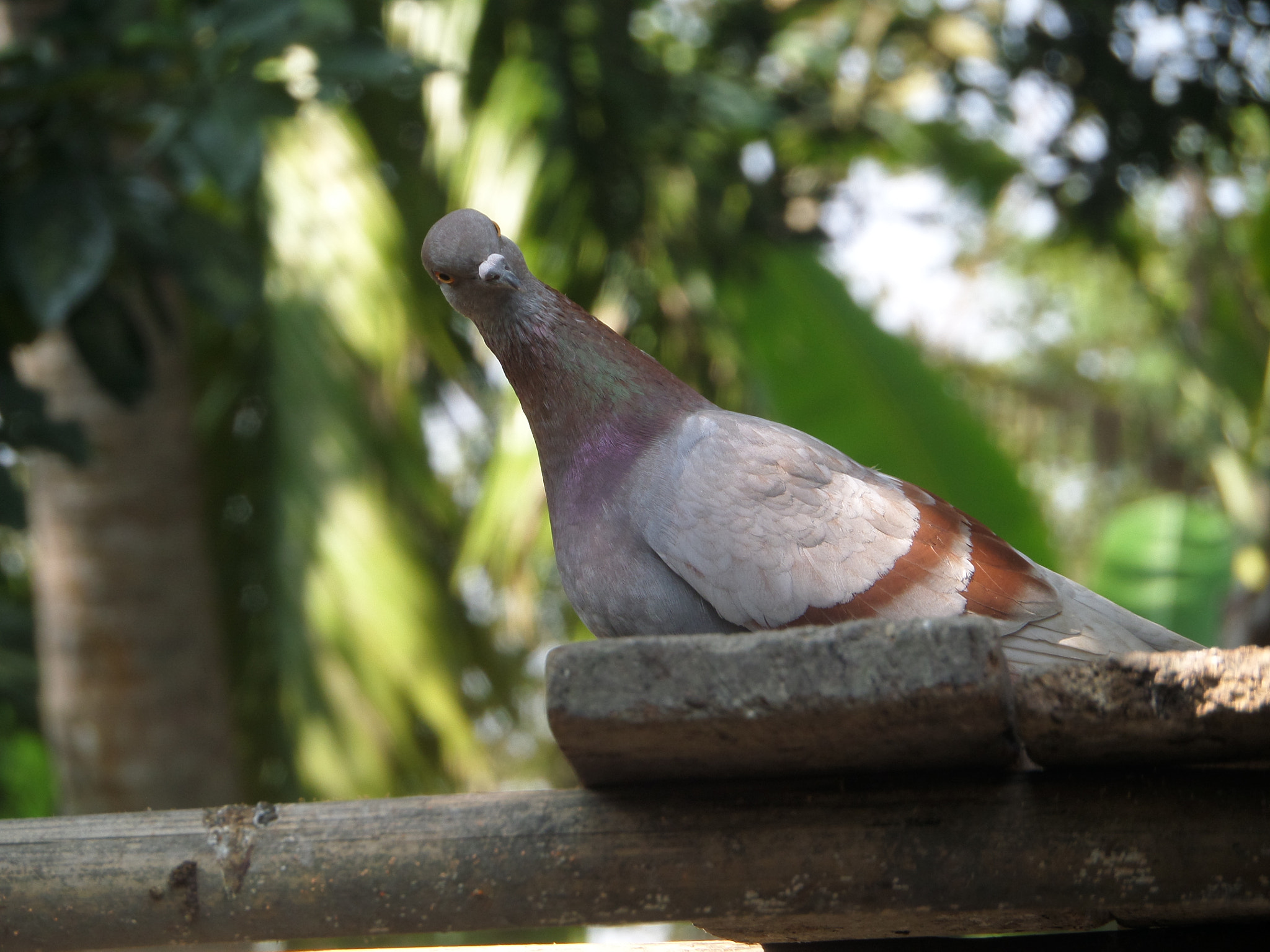 Samsung WB250F/WB251F/WB252F sample photo. Pigeon photography