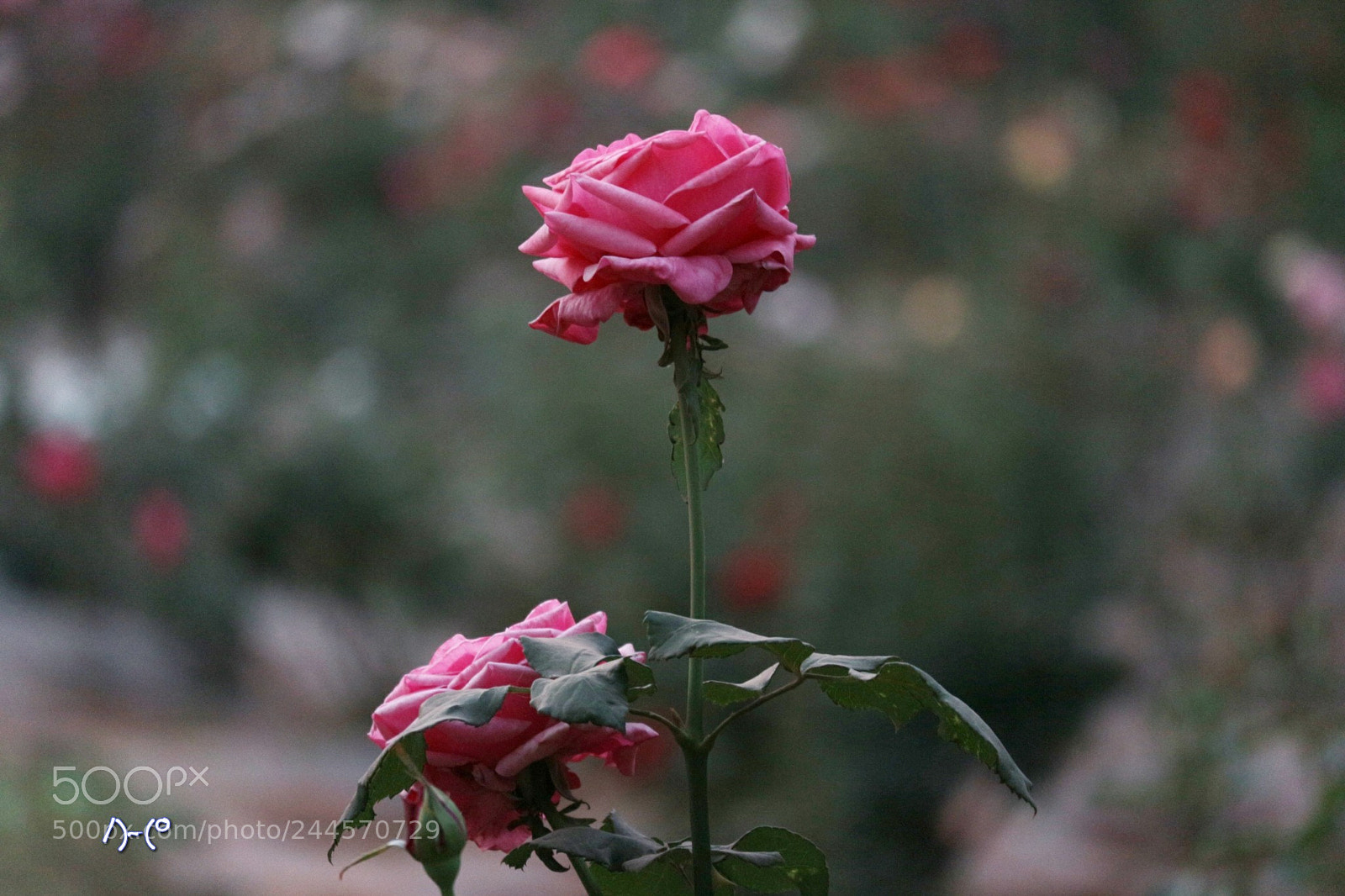 Canon EOS M10 sample photo. Pink rose photography