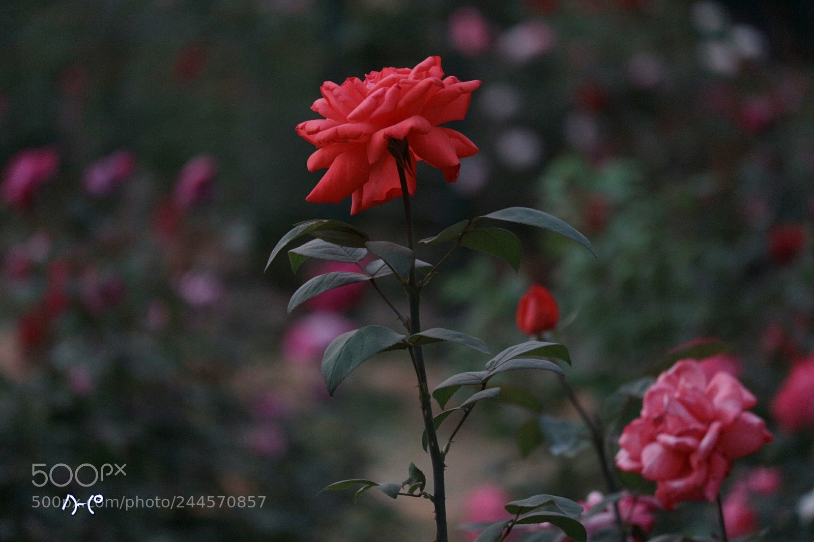 Canon EOS M10 sample photo. Red rose photography