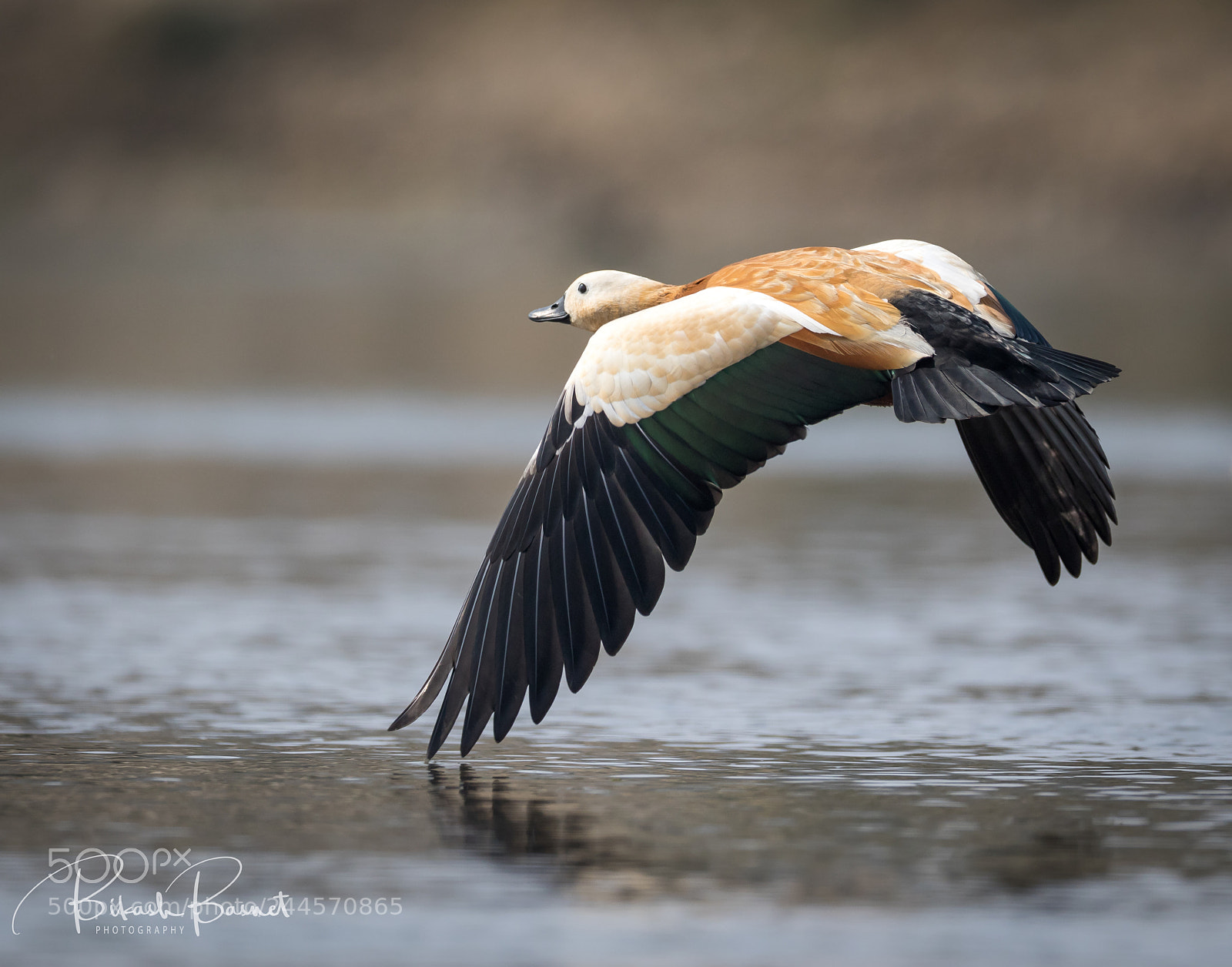 Canon EOS 7D Mark II sample photo. Flight photography