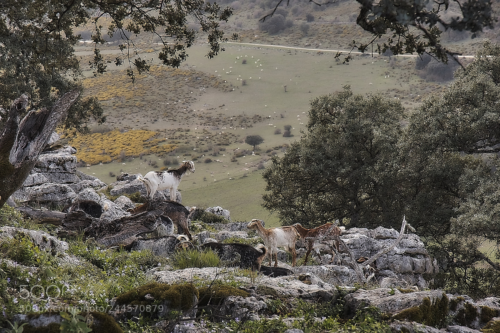 Sony Alpha DSLR-A700 sample photo. Cabras photography