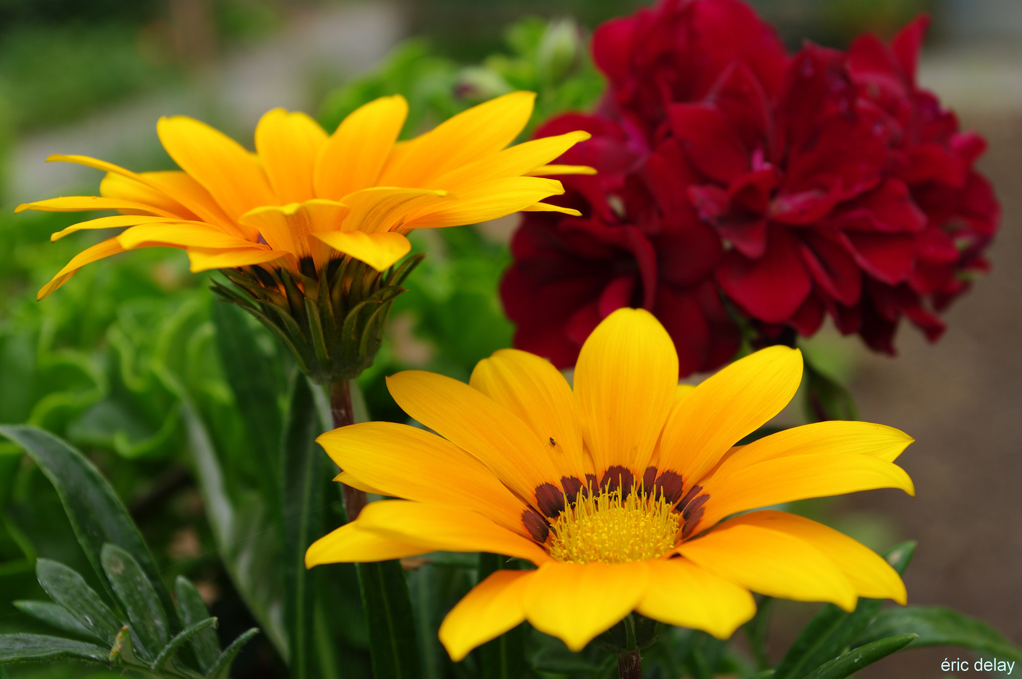Pentax K20D sample photo. Fleurs photography
