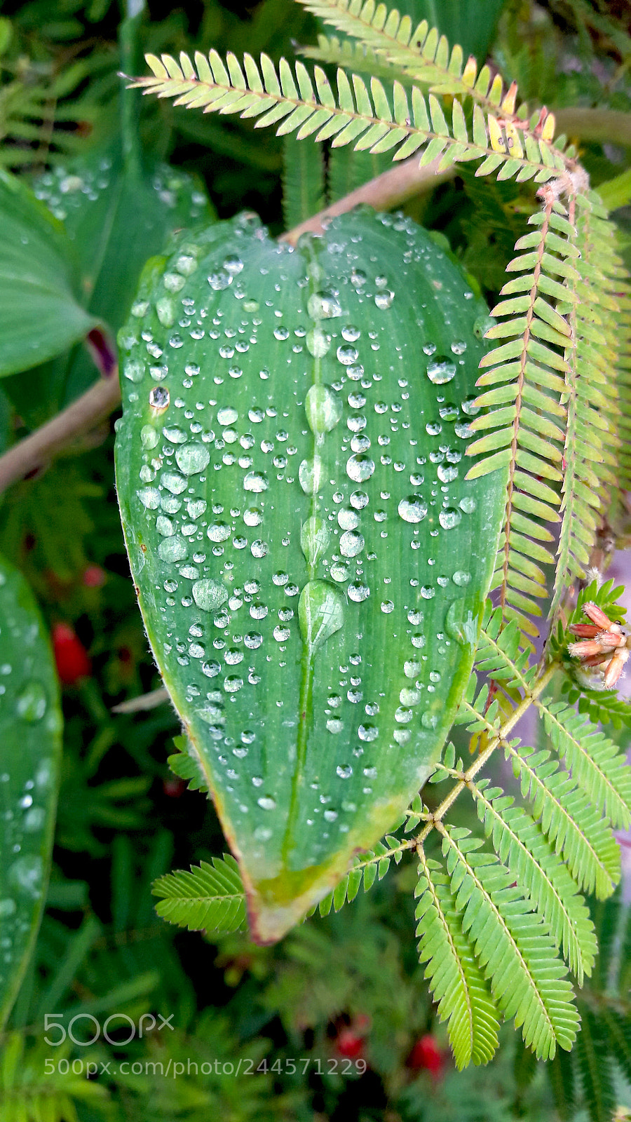 Samsung Galaxy A5(2016) sample photo. Dewdrop photography