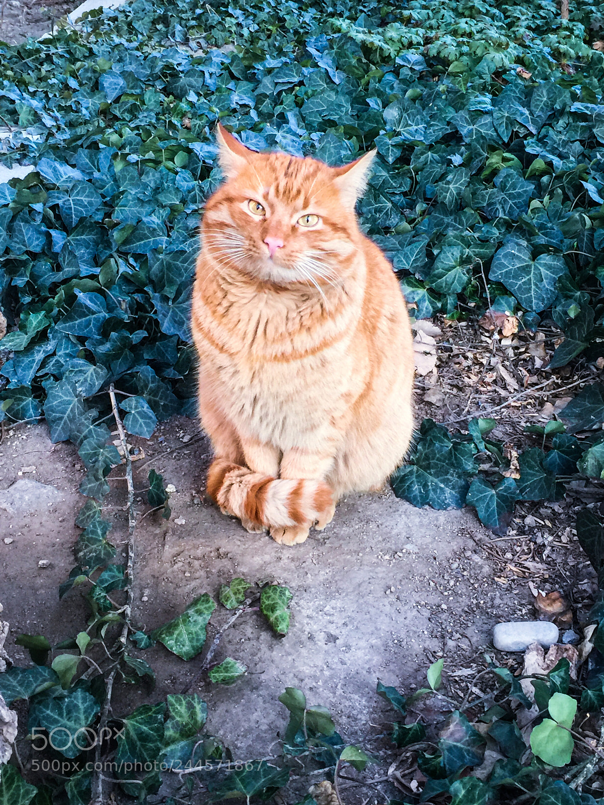 Apple iPhone 6 Plus sample photo. Untitled photography
