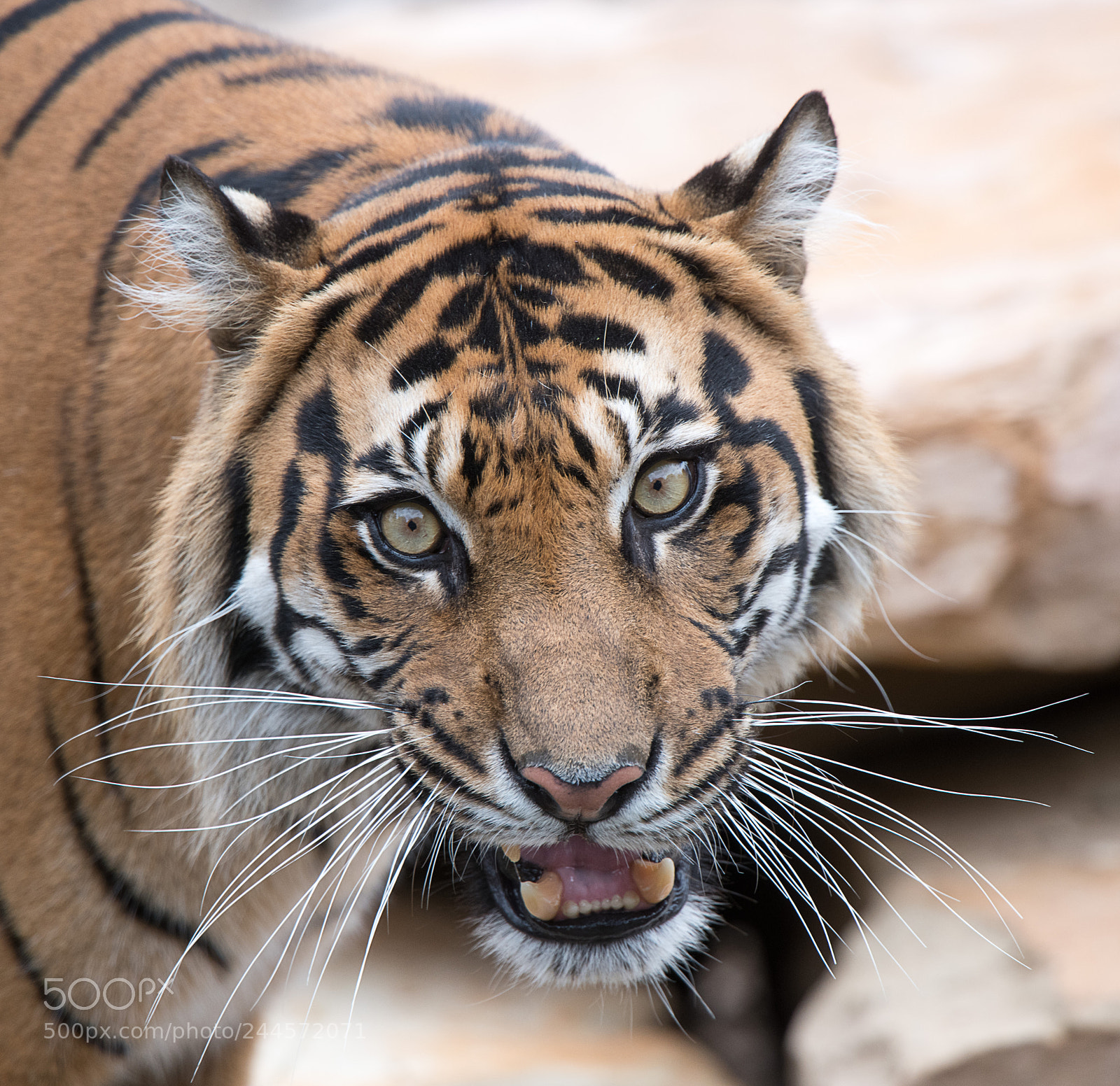 Nikon D850 sample photo. Sumatran tiger photography