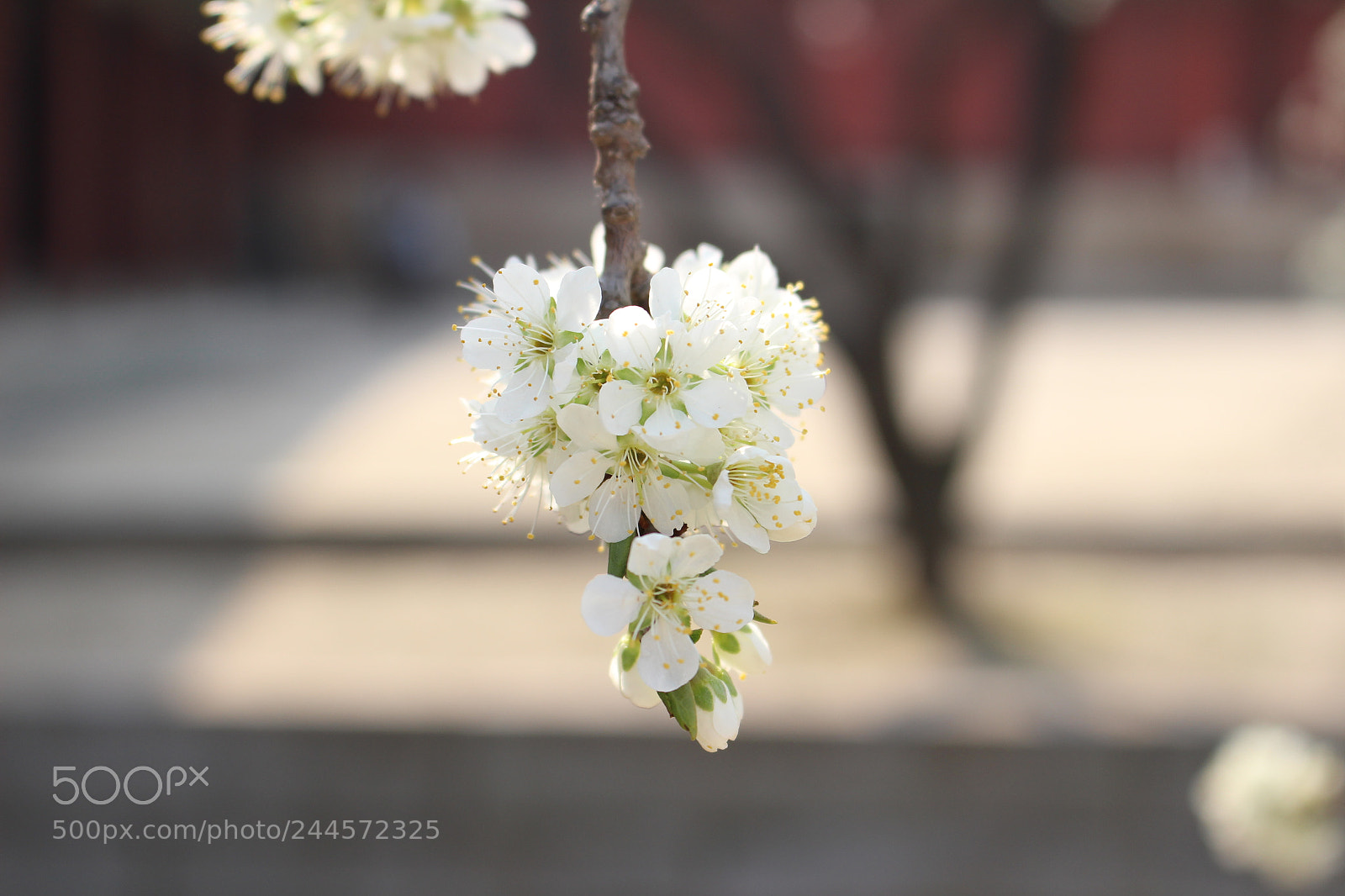 Canon EOS 100D (EOS Rebel SL1 / EOS Kiss X7) sample photo. Img photography