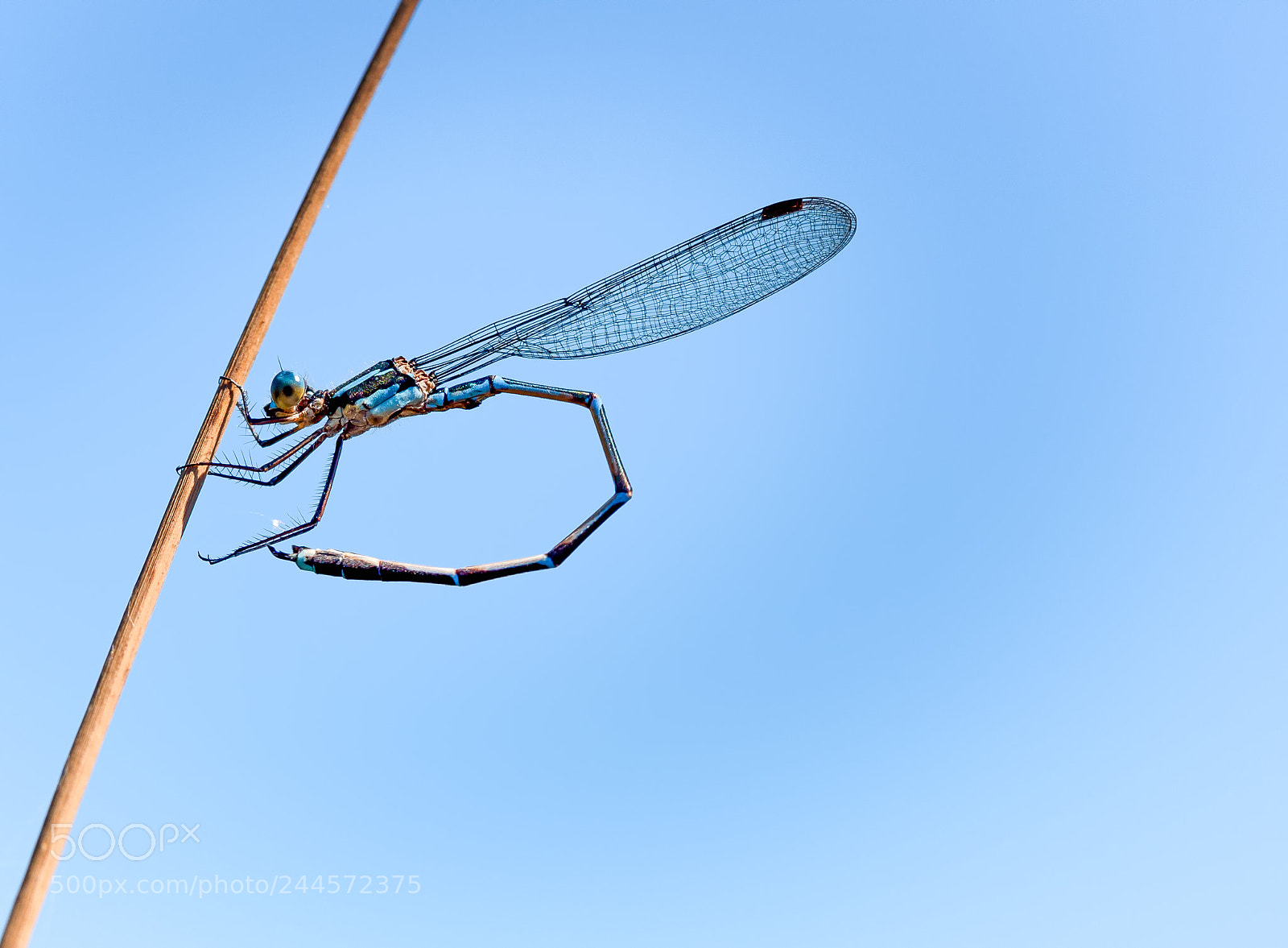 Panasonic Lumix DMC-GH4 sample photo. Blue damselfly photography