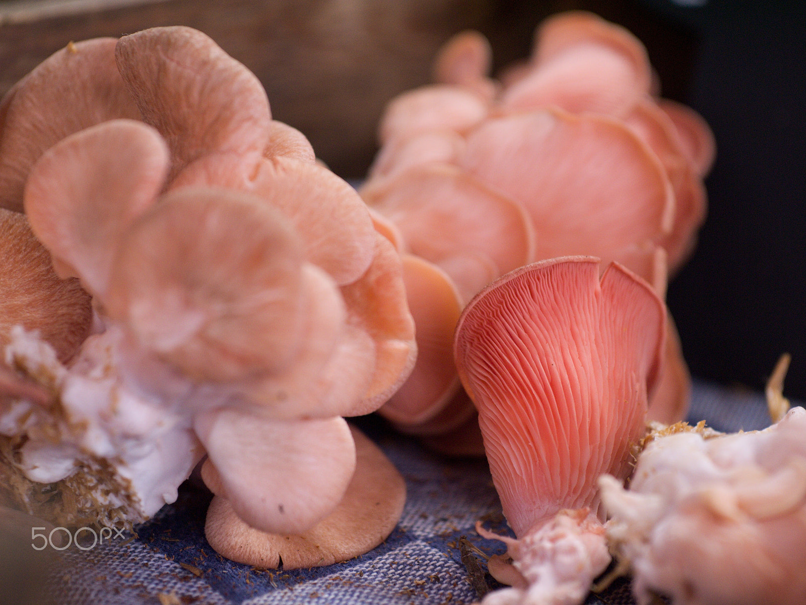 Panasonic Lumix DMC-GF5 sample photo. Mushrooms photography