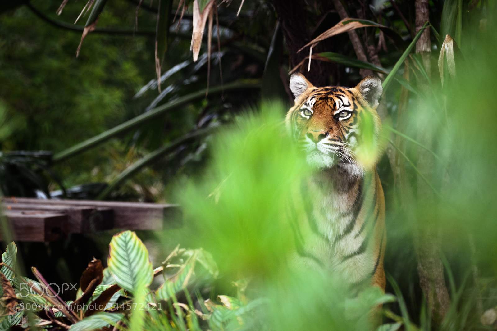 Nikon D850 sample photo. Tiger photography