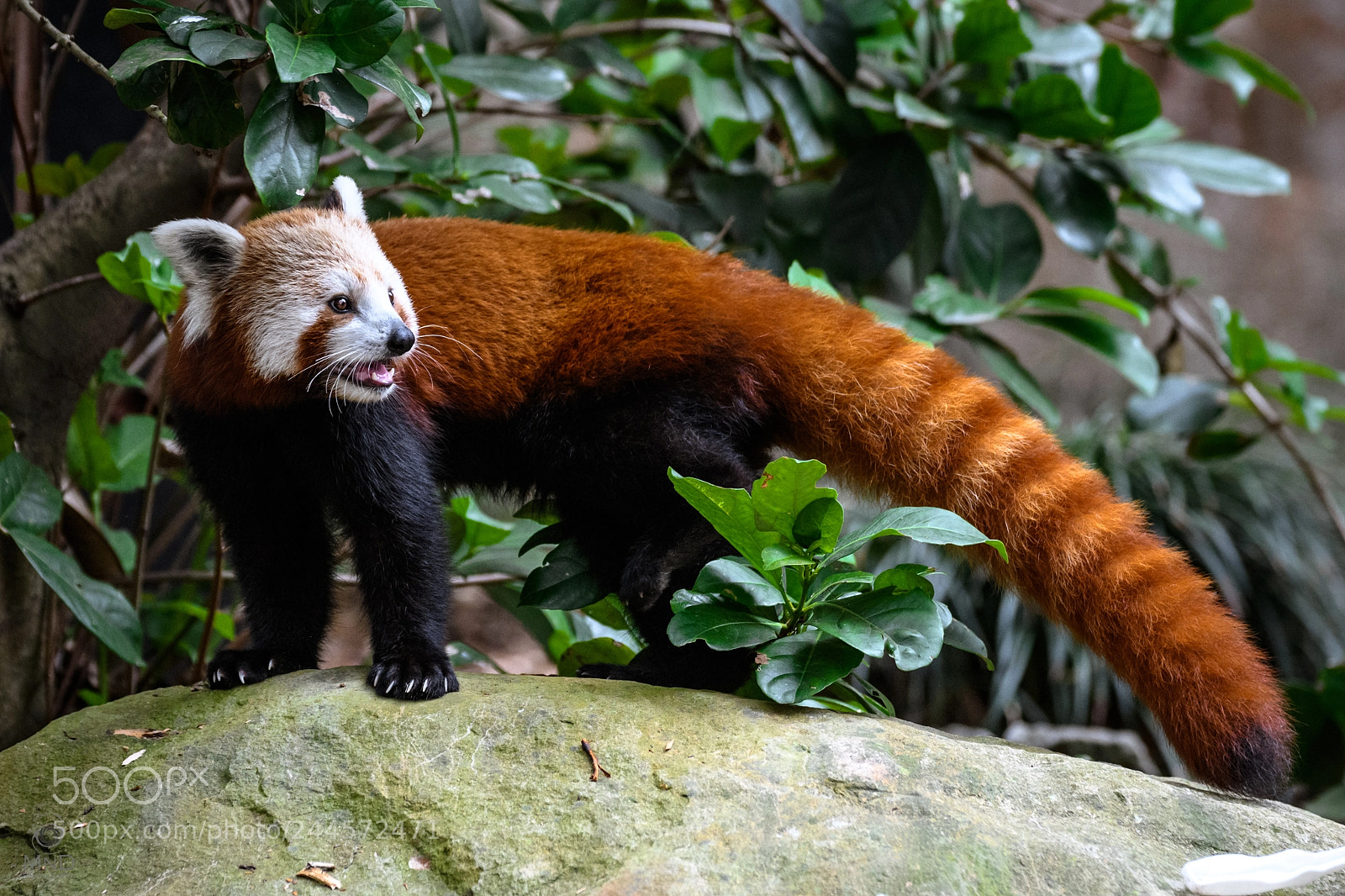 Nikon D850 sample photo. Red panda photography