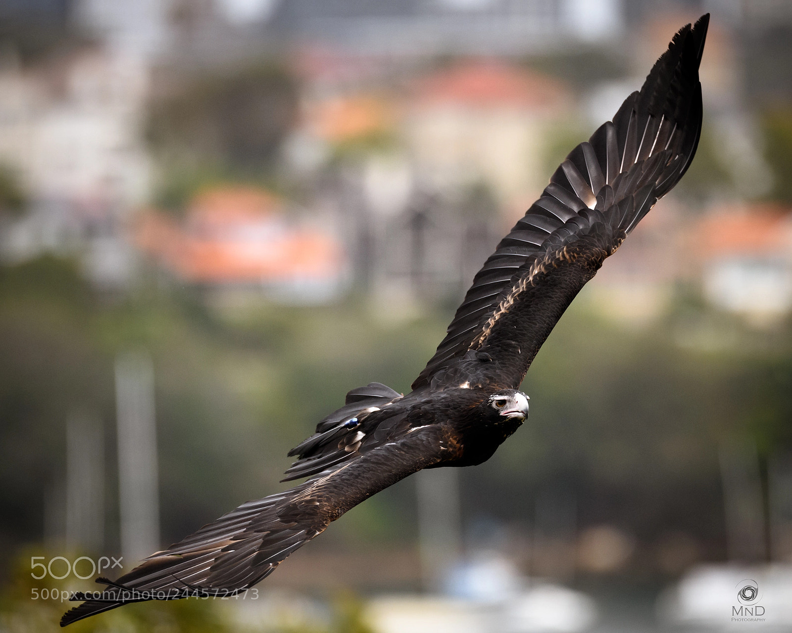 Nikon D850 sample photo. Wedge-tailed eagle photography