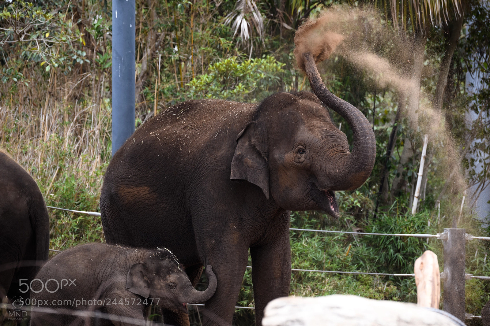 Nikon D850 sample photo. Elephant photography