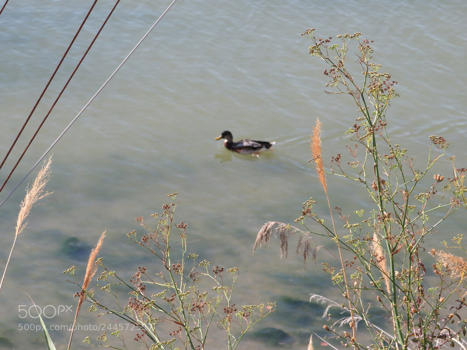 Canon PowerShot SX540 HS sample photo. Img photography