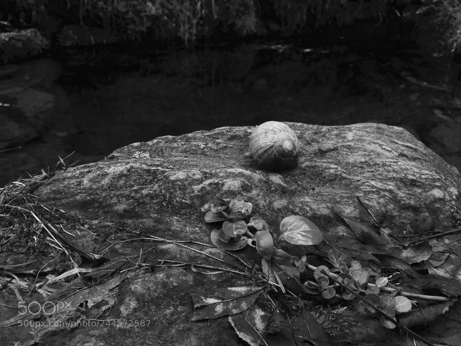 Apple iPhone 6 Plus sample photo. Untitled photography
