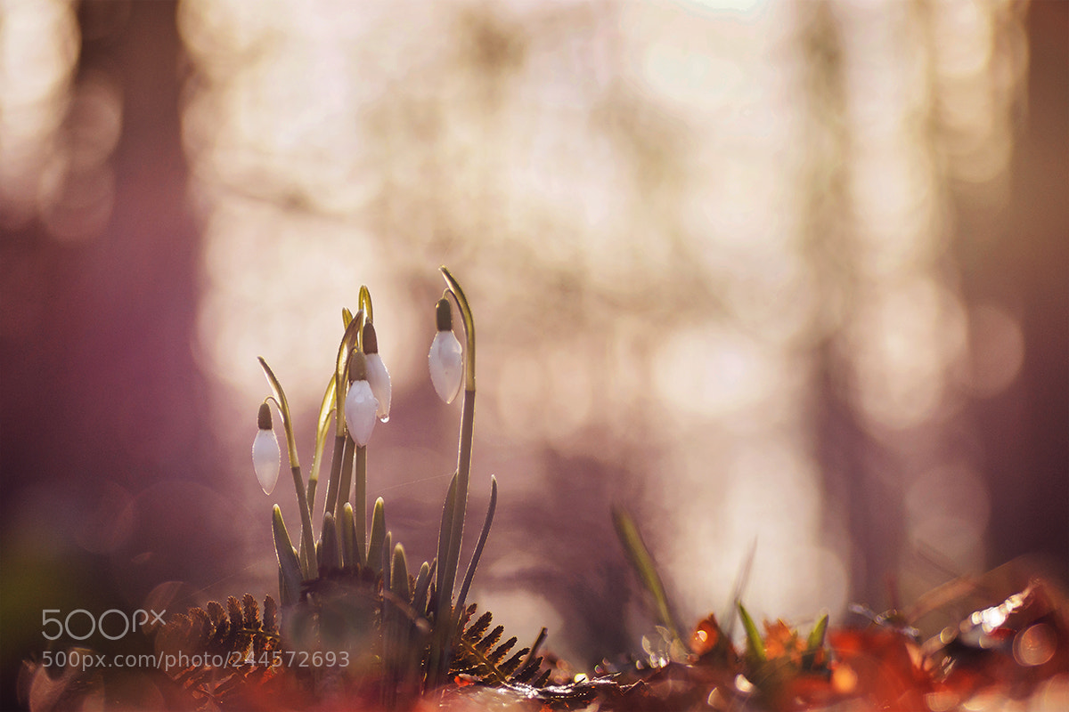Nikon D7200 sample photo. Snowdrops photography