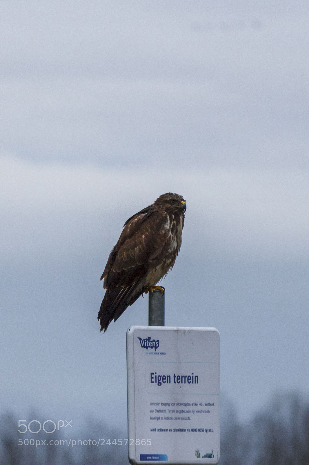 Canon EOS 550D (EOS Rebel T2i / EOS Kiss X4) sample photo. Guard buzzard photography
